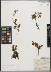 Foto von Salix retusa L.